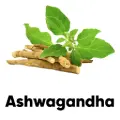 Pile Of Fresh Ashwagandha