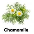 Fresh Chamomile