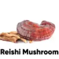 Fresh Reishi Mushroom