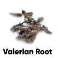 Fresh Valerian Root